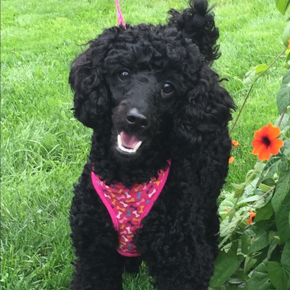 Meet your Posher, Julia